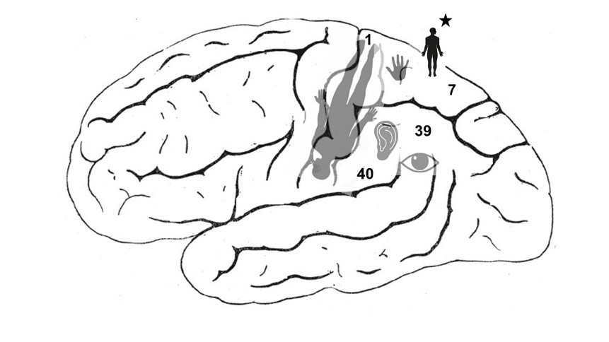 El centro cerebral de espiritualidad cósmica