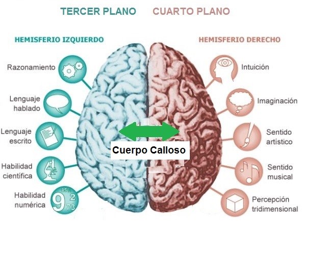 El cerebro izquierdo está vinculado funcionalmente al 3º plano y el cerebro derecho lo está con el 4º plano