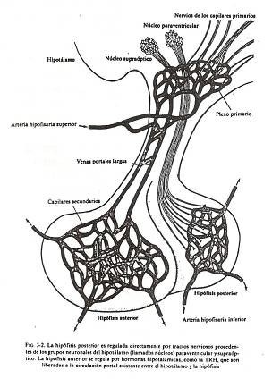 corteza-suprarrenal.jpg