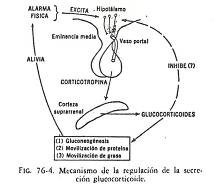 efecto-antinflamatorio 