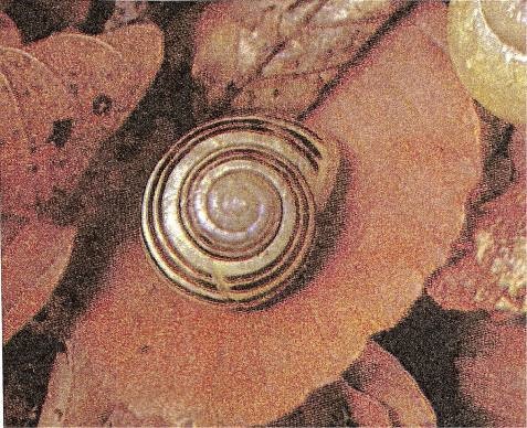 La espiral en el caracol