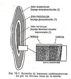 medula-suprarrenal.jpg