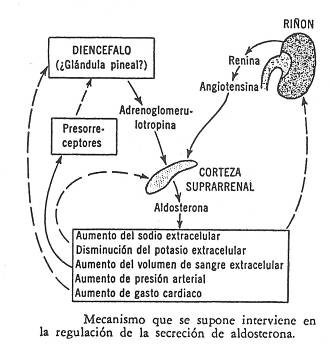 mineralocorticoides.jpg