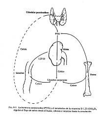 paratiroides.jpg