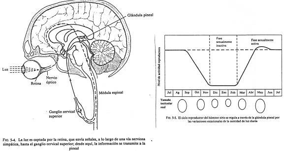 Función de la Pineal