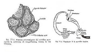 tirocalcitonina.jpg