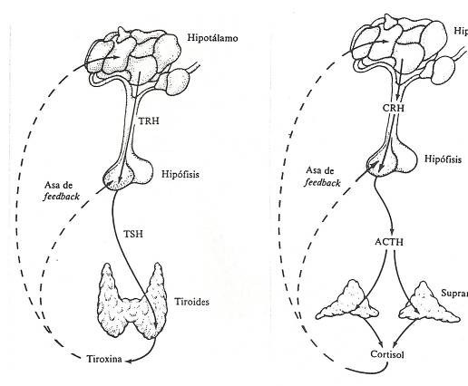 tsh-acth.jpg