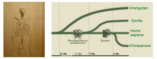 Pierolapithecus Catalaunicus (13.000.000 de años)