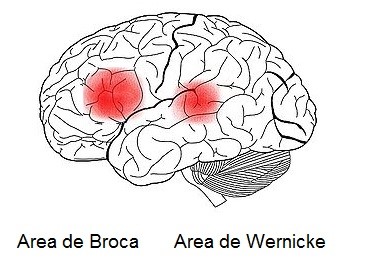 Área de broca