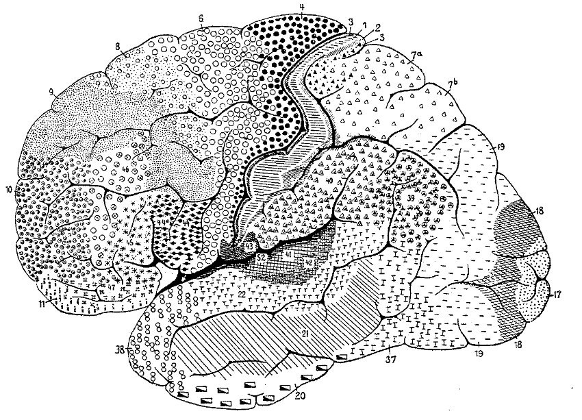 Observamos la arquitectura propia de la zona 7 (Lóbulo parietal superior)