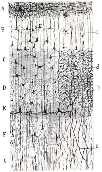 Las distintas capas de la arquitectura cerebral