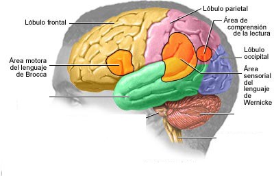 Observamos los centros cerebrales del lenguaje y de la escritura