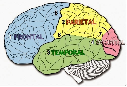 Centro cerebral