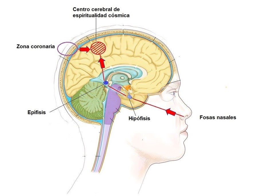 Circuitos de estimulación de la zona parietal