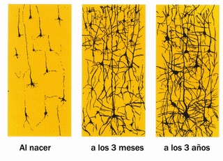 El crecimiento y la comunicación neuronal en los niños