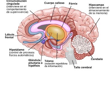 Distintas partes del cerebro