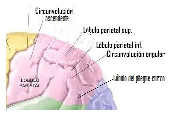 Las distintas zonas del lóbulo parietal