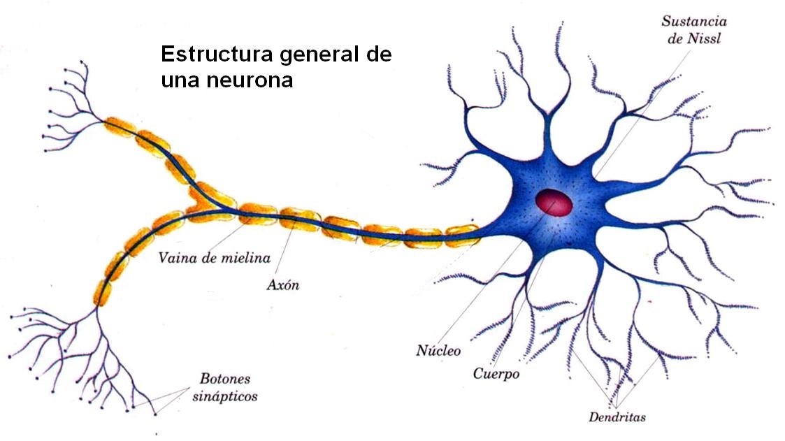 Estructura de una neurona