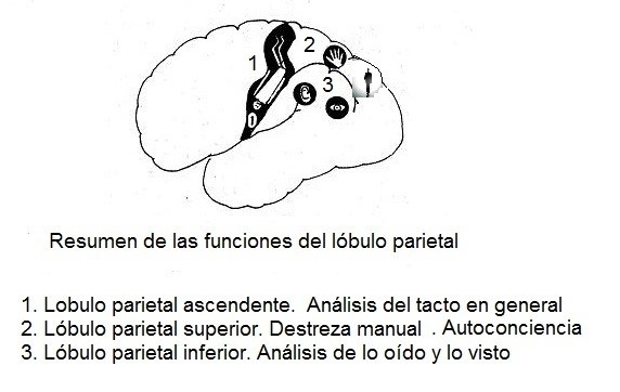 Funciones lóbulo parietal