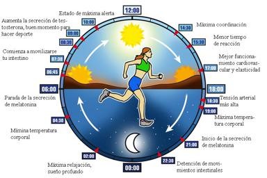 Grandes ritmos biológicos diarios