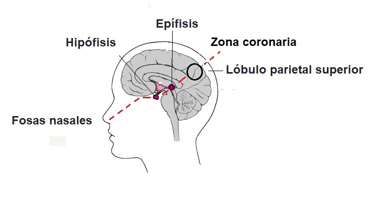 Activación del centro cerebral de espiritualidad cósmica