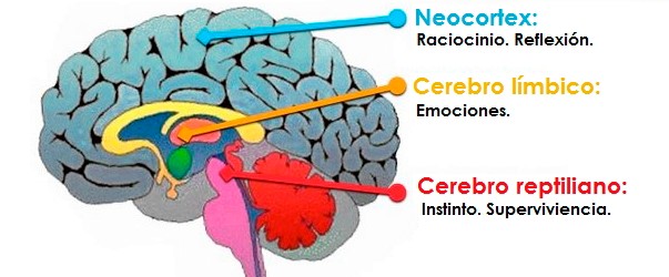 La teoría de los tres niveles del cerebro