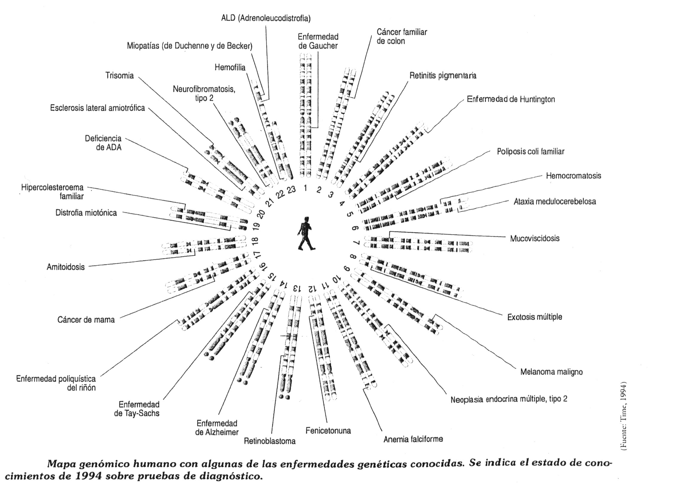 Localizaciones cromosómicas de algunas enfermedades