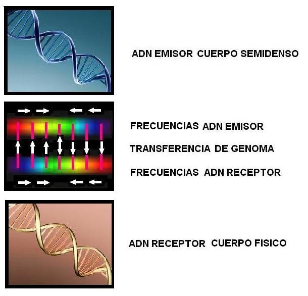 Mecanismo hipotético de transferencia del genoma