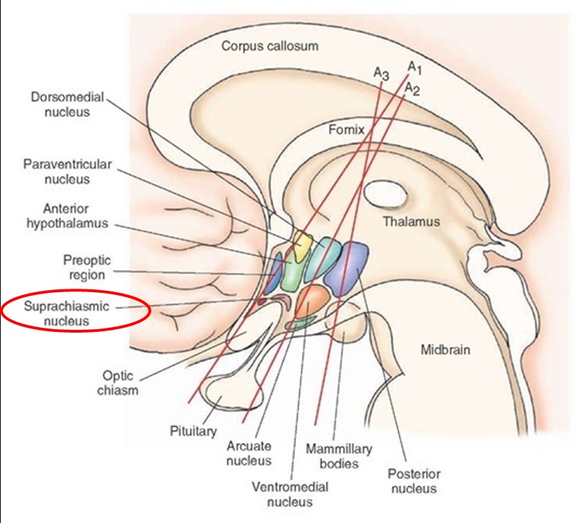 Núcleo supraquiasmático del Hipotálamo