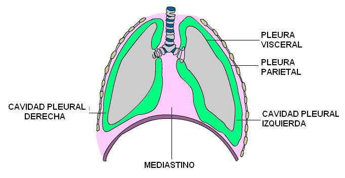 La pleura y los pulmones