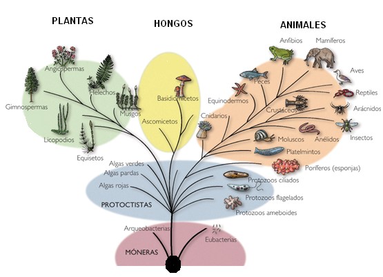 Las ramas principales de la vida