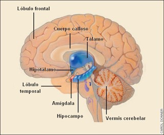 Sistema límbico