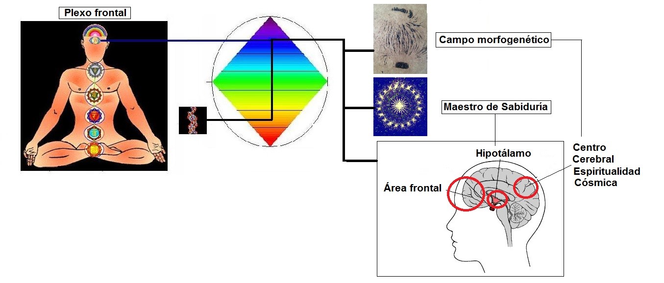 Triple estímulo magnético del ADN